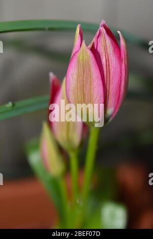 Cluster de tulipes botaniques variétés de Dwarf parfait dans un pot de jardin patio et aussi étonnamment joli en bordure entre les arbustes et les plantes à faible croissance Banque D'Images