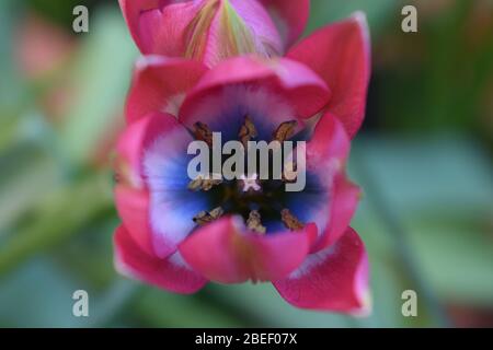 Fleurs en forme de tasse de pinkish violette fleurs en forme de tasse les tulipes miniatures à faible croissance ont des fleurs de longue durée mieux plantées dans les dérives idéales pour les bordures et les pots de jardin de roche Banque D'Images