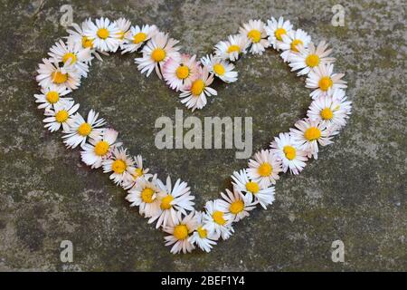 Adorez les fleurs de Marguerite en forme de coeur. La fleur est composée de pétales blancs et de centre jaune dans l'homéopathie il est connu pour soulager l'indigestion et la toux Banque D'Images