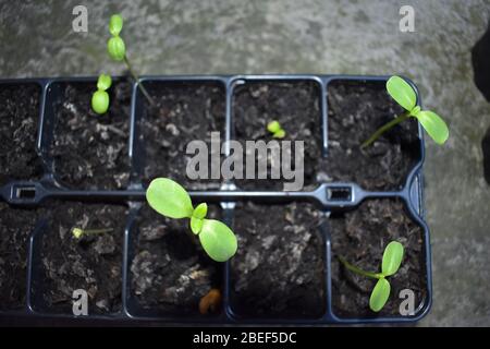 Les semis de tournesol les premières feuilles sont ovales mais, comme plus elles semblent en forme de coeur la plante se développe rapidement de plus en plus forte et grande qu'elle peut Banque D'Images