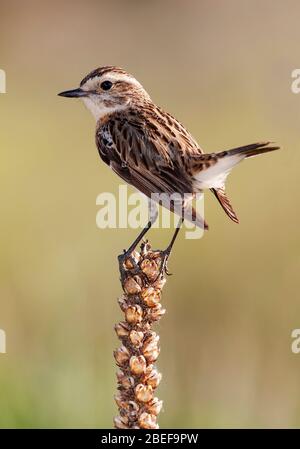 Femme de Whinchat, Saxicola rubetra, perchée sur un chardon sur un fond d'ocre non focalisé. Leon, Espagne Banque D'Images