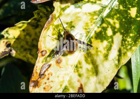 Une grande mouche d'abeille, alias mouche d'abeille à bordure foncée, Bombylius Major, reposant sur la feuille d'un laurier repéré Banque D'Images