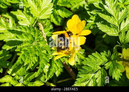 Une reine d'hortorum de Bombus bourdon de jardin reposant sur une fleur jaune de celandine parmi des feuilles de persil laqueux Banque D'Images