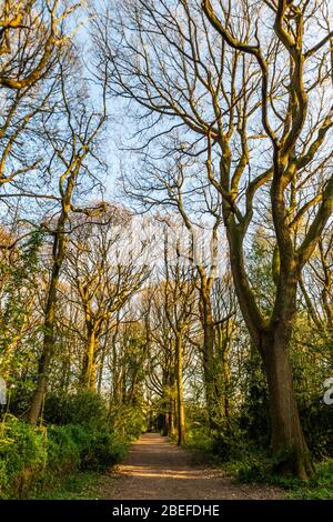 Croydon, Royaume-Uni - 10 avril 2020: King's Wood (également connu sous le nom de Sanderstead Wood) - belles terres boisées qui à l'origine était gérée comme un coppice Banque D'Images