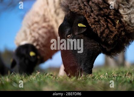 Witten, Allemagne. 13 avril 2020. Deux moutons paissent dans un pré près du lac Kemnader. Crédit: Bernd Thissen/dpa/Alay Live News Banque D'Images