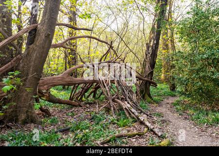 Croydon, Royaume-Uni - 10 avril 2020: King's Wood (également connu sous le nom de Sanderstead Wood) - belles terres boisées qui à l'origine était gérée comme un coppice Banque D'Images