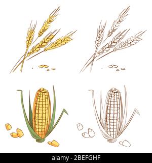 Oreilles de blé et de maïs tracées à la main isolées sur fond blanc. Agriculture biologique pour l'alimentation en maïs, récolte naturelle de plantes. Illustration vectorielle Illustration de Vecteur