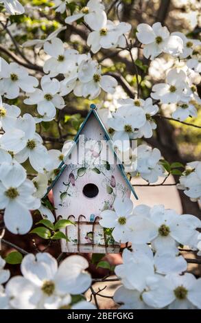 Printemps blanc arbre de Dogwood fleurs avec une maison d'oiseaux dans une cour, Monroe Township, New Jersey, USA Blossom oiseaux boîtes nichent boîtes jardin avant pastel Banque D'Images