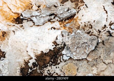 Texture et motifs abstraits formés à la fois par les bactéries thermophiles et les gisements minéraux des sources chaudes et des geysers du parc national de Yellowstone Banque D'Images