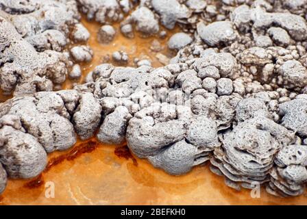 Texture et motifs abstraits formés à la fois par les bactéries thermophiles et les gisements minéraux des sources chaudes et des geysers du parc national de Yellowstone. Banque D'Images