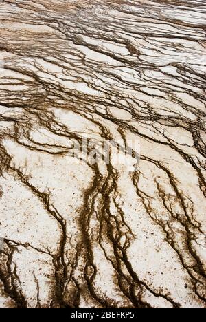 Résumé gros plan des motifs et des textures formés par la bactérie thermophile des sources chaudes et des geysers du parc national de Yellowstone Banque D'Images