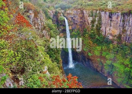 Vue imprenable sur les chutes Mac Mac dans la province de Mpumalanga en Afrique du Sud. Cascade majestueuse entourée d'une belle nature. Banque D'Images