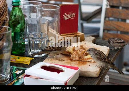 Sparrows au déjeuner, Vlata Ladjica Pub (alias le Golden Boat), Čevljarska ulica, Ljubljana, Slovénie Banque D'Images