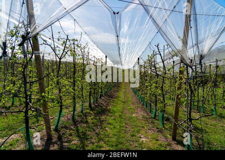 Apfelplantage am Buchholzhof à Essen-Kettwig, Allemagne, Banque D'Images