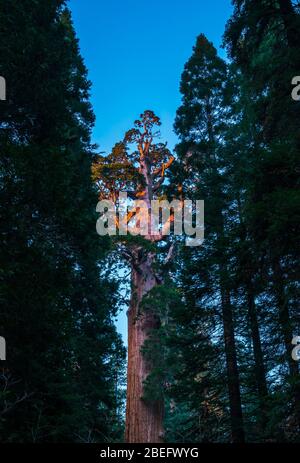 arbres géants dans le parc national de sequoia, californie, états-unis. Banque D'Images