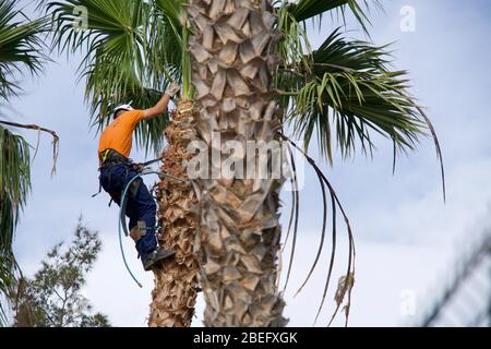 Un professionnel qui coupe un palmier Banque D'Images