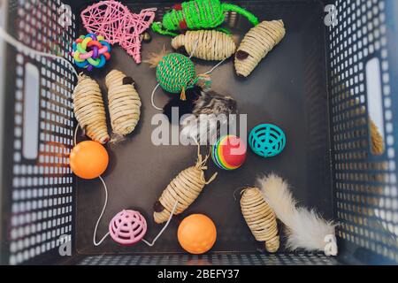 Composition à plat avec accessoires pour chien et chat sur boîte. Soins aux animaux Banque D'Images