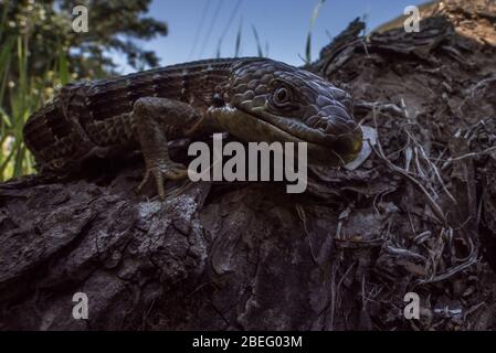 Un lézard alligator du sud (Elgaria multicarinata) de la baie est en Californie. Banque D'Images