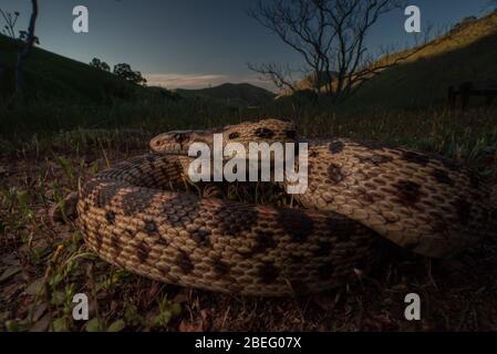 Serpent de gopher de la région de la baie de Californie, ces serpents sont assez courants et se nourrissent de petits rongeurs dans les prairies. Banque D'Images