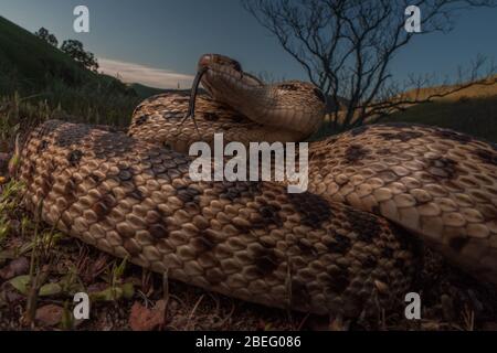 Serpent de gopher de la région de la baie de Californie, ces serpents sont assez courants et se nourrissent de petits rongeurs dans les prairies. Banque D'Images
