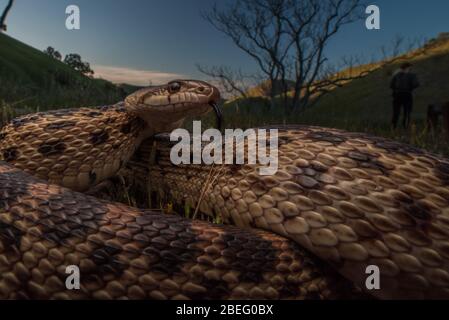 Serpent de gopher de la région de la baie de Californie, ces serpents sont assez courants et se nourrissent de petits rongeurs dans les prairies. Banque D'Images