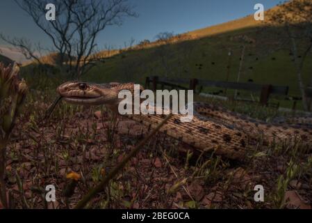 Serpent de gopher de la région de la baie de Californie, ces serpents sont assez courants et se nourrissent de petits rongeurs dans les prairies. Banque D'Images