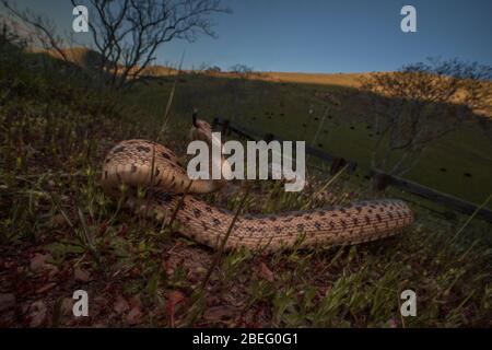 Serpent de gopher de la région de la baie de Californie, ces serpents sont assez courants et se nourrissent de petits rongeurs dans les prairies. Banque D'Images