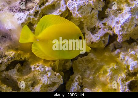 poisson jaune-tango dans la fermeture, poisson populaire en aquaculture, espèce de poisson tropicale de hawaï Banque D'Images