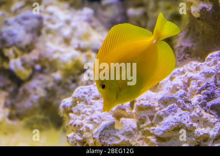 portrait d'un poisson jaune de tang, poisson populaire en aquaculture, espèce de poisson tropicale d'hawaï Banque D'Images