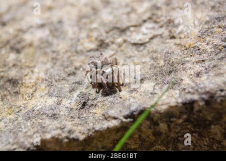 Zébrée cavalier araignée Salticus scénicus Banque D'Images