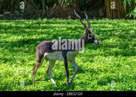 Impala dans Auto Safari Chapín au Guatemala Banque D'Images