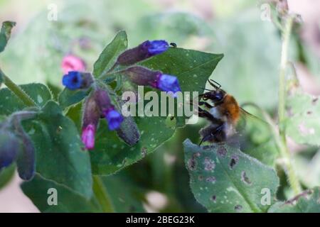 L'arbre bumblebee Bombus hypnorum avec Jérusalem lâcher Pulmonaria officinalis Banque D'Images