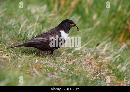 Un homme édit Ring Ouzel (Turdus torquatus) qui recueille de la nourriture pour ses jeunes dans le parc national de Cairngorms, en Écosse, au Royaume-Uni, à la fin du printemps Banque D'Images