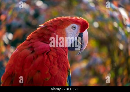 Macaw de écarlate. Ara macao. Banque D'Images