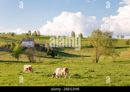 Deux vaches brunes heureux mangeant de l'herbe sur la pelouse verte d'été dans la campagne avec beau ciel bleu et des nuages moelleux fond Banque D'Images