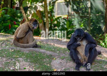 Singes araignées dans Auto Safari Chapín au Guatemala Banque D'Images