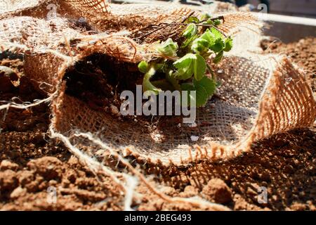 Jeunes plants de fraises (Fragaria × ananassa) (démarrages) enveloppés dans une ferraille de toile de burap prête à planter dans le sol Banque D'Images
