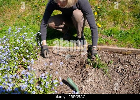 Femme âgée travaillant dans le jardinage de jardin désherbage dans un lit surélevé au printemps creuser des mauvaises herbes pour planter des graines de plantes de fleurs Pays de Galles UK KATHY DEWITT Banque D'Images