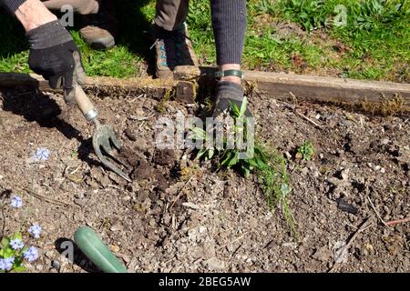 Femme âgée travaillant dans le jardinage de jardin désherbage dans un lit surélevé au printemps creuser des mauvaises herbes pour planter des graines de plantes de fleurs Pays de Galles UK KATHY DEWITT Banque D'Images