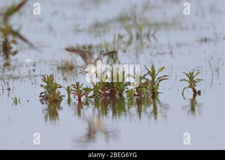 Sandpiper en bois pour adulte Banque D'Images