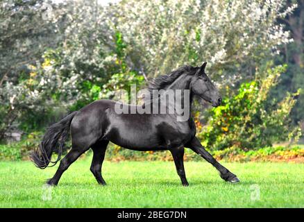 Cheval de frésie noir avec de longues manes court dans le jardin vert fleuri au printemps. Animal en mouvement. Banque D'Images