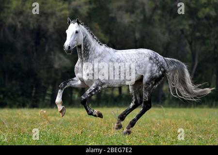 Cheval gris aux applis avec mane plaquée qui traverse le terrain en été. Animal en mouvement. Banque D'Images