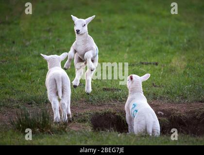 Doune, Royaume-Uni. 13 avril 2019. Photo : les printemps jouent dans la lumière de fin de soirée sur le lundi de Pâques des fêtes de la Banque. Le verrouillage du coronavirus (COVID-19) est en place depuis près de 3 semaines, permettant aux femmes enceintes de donner naissance à une mère en paix relative. Les petites agneaux jouent et sautent dans les champs et suckle pour le lait de leurs mères. Crédit : Colin Fisher/Alay Live News Banque D'Images