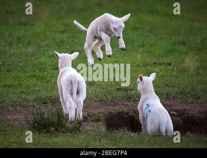 Doune, Royaume-Uni. 13 avril 2019. Photo : les printemps jouent dans la lumière de fin de soirée sur le lundi de Pâques des fêtes de la Banque. Le verrouillage du coronavirus (COVID-19) est en place depuis près de 3 semaines, permettant aux femmes enceintes de donner naissance à une mère en paix relative. Les petites agneaux jouent et sautent dans les champs et suckle pour le lait de leurs mères. Crédit : Colin Fisher/Alay Live News Banque D'Images