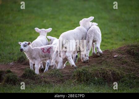 Doune, Royaume-Uni. 13 avril 2019. Photo : les printemps jouent dans la lumière de fin de soirée sur le lundi de Pâques des fêtes de la Banque. Le verrouillage du coronavirus (COVID-19) est en place depuis près de 3 semaines, permettant aux femmes enceintes de donner naissance à une mère en paix relative. Les petites agneaux jouent et sautent dans les champs et suckle pour le lait de leurs mères. Crédit : Colin Fisher/Alay Live News Banque D'Images