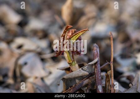 La renouée japonaise la germination au printemps Banque D'Images