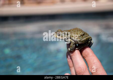 Grenouille sur le doigt gros plan vert de l'Arizona crapaud au bord de l'eau. Personne qui porte le crapaud vert sur les doigts. Gros plan sur les amphibiens. Banque D'Images