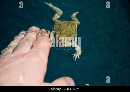 Nagez dans l'eau vers la main humaine. Les animaux et l'homme interagissent ensemble. Bufo Alvrius toad en Arizona gros plan. Banque D'Images