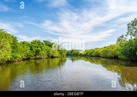 Vue depuis la voie navigable de la réserve naturelle de Monterrico au Guatemala Banque D'Images