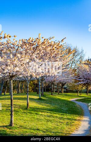 Arbres à fleurs de cerisier à Gary Park à Richmond, en Colombie-Britannique Banque D'Images